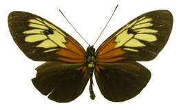 Heliconius xanthocles cleoxanthe