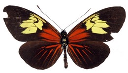 xanthocles melete flaviosa