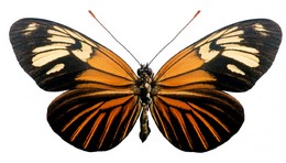 xanthocles paraplesius