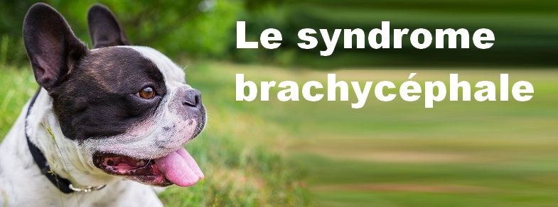 Le syndrome brachycéphale