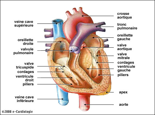 anatomie du coeur du chien