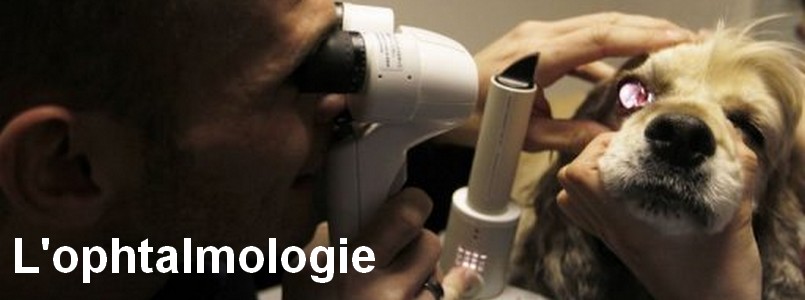 L'ophtalmologie vétérinaire