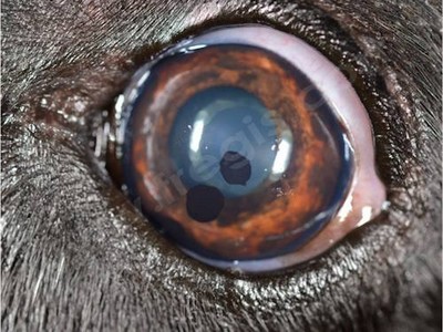 Examen oculaire chien